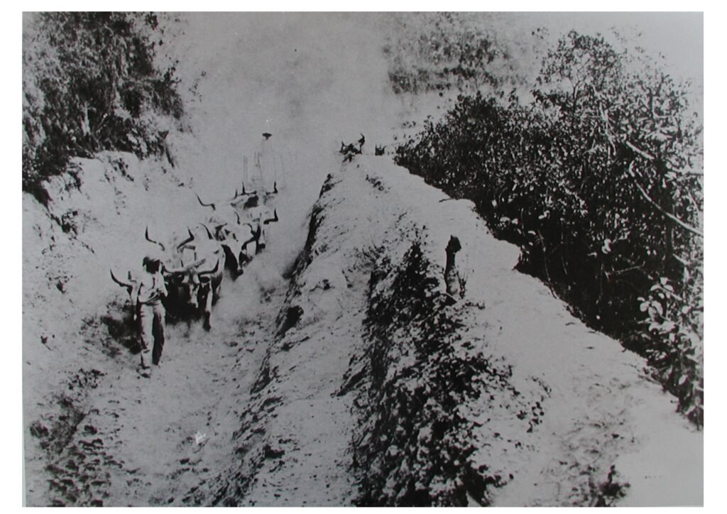 Carro de Boi, Morro Velho, 1884