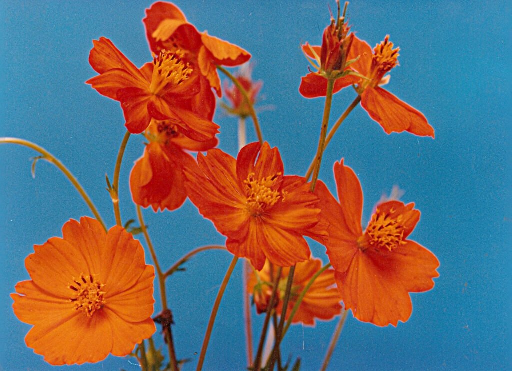 FlorDeCongonhas