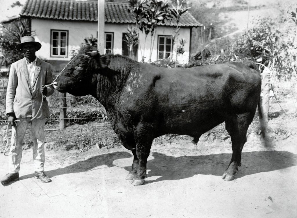 Toruro da antiga fazenda Bela Fama