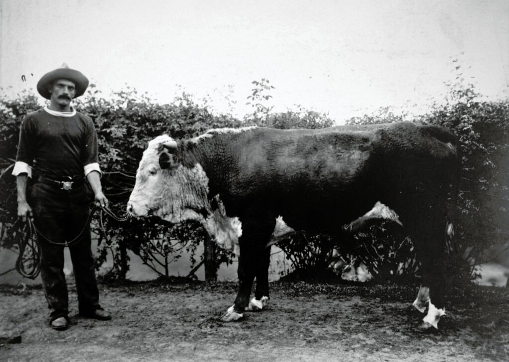 Touro da antiga fazenda Bela Fama