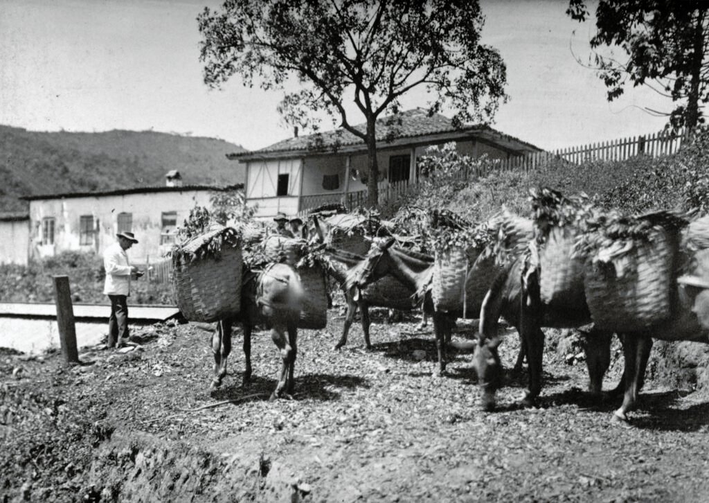 Tropeiros